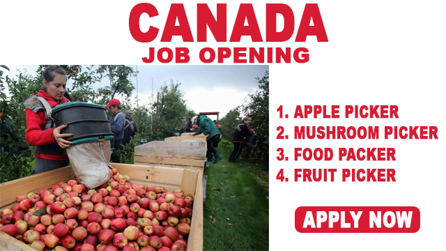 Fruit Picker Job In Canada 2022