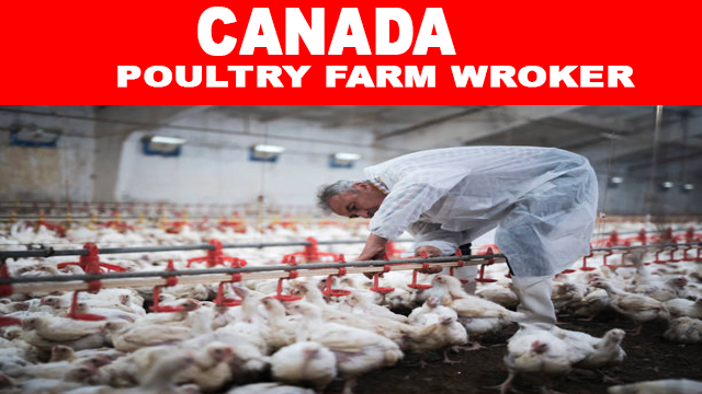 Poultry Farm Job In Canada